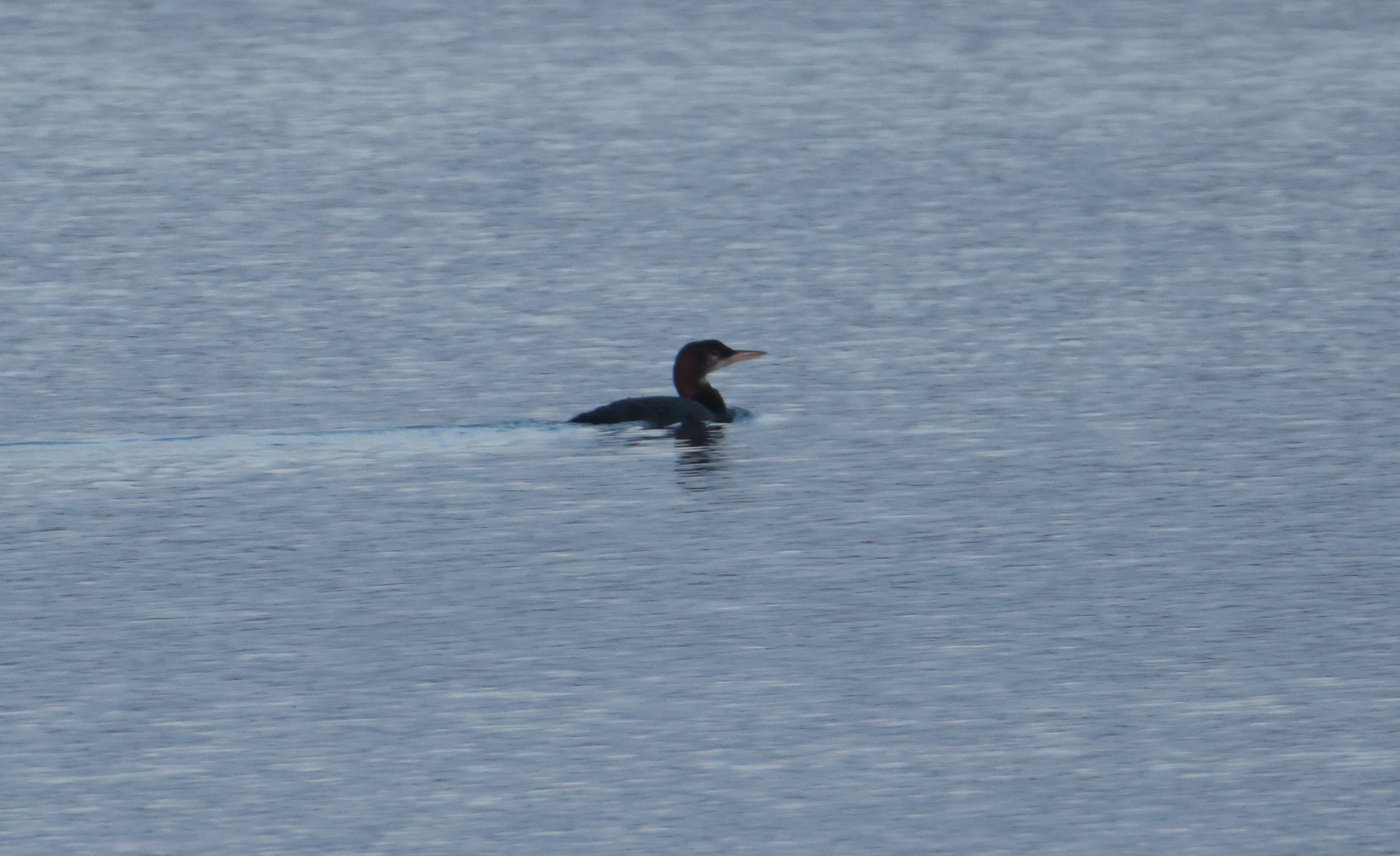 Great_Northern_Diver_-_Martin_Casemore
